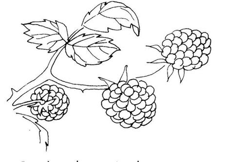 Berries / Berry Coloring Pages To Girls | Team colors