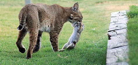 Unfortunately, street cats eat whatever they can catch. Petition · Ingid Newkirk PETA: Ask PETA to take a stand ...