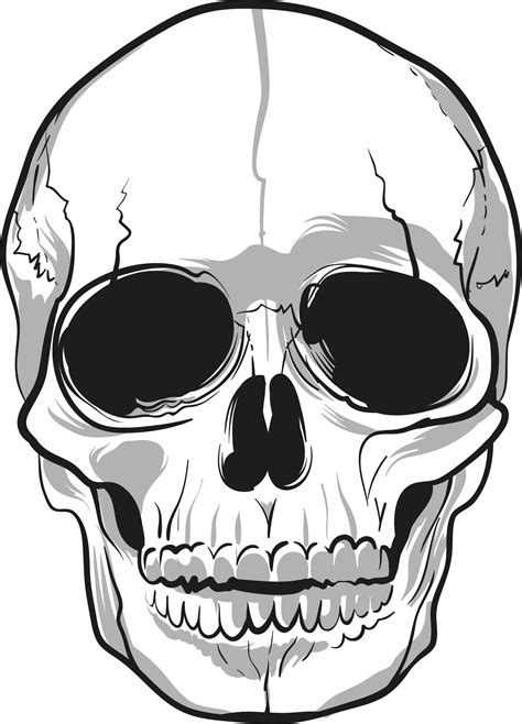 Skulls PNG Image | Skull, Human skull