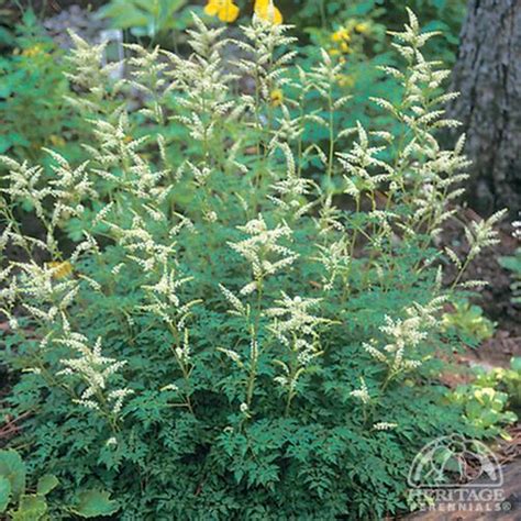 Plant Profile For Aruncus Aethusifolius Dwarf Korean Goat’s Beard Perennial