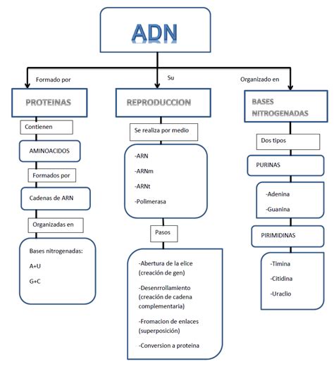 Mapa Conceptual De Acidos Nucleicos Adn Y Arn Diary Bersama Images