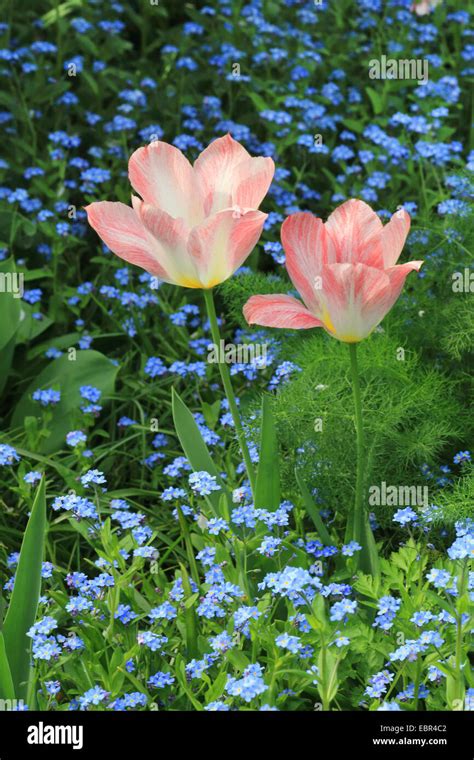 Common Garden Tulip Tulipa Spec Flower Bed With Pink Tulips And