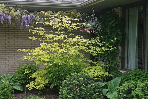 There are lots of cultivars of the dogwood tree to pick from when ivory halo dogwood shrub is very similar to its cousin, the variegated red twig dogwood but it is a dwarf variety. Golden Shadows® - Pagoda Dogwood - Cornus alternifolia ...