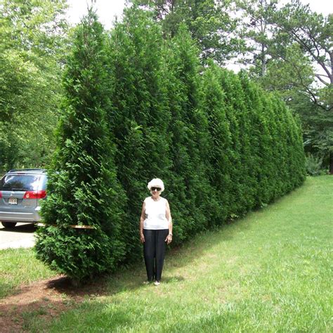 Full Speed A Hedge American Pillar Thuja Spring Meadow Wholesale
