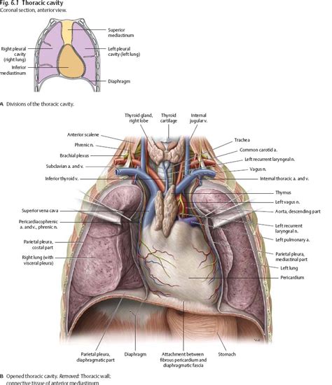 Anatomy Of Chest Cavity Thoracic Cavity Anatomy Britannica Com