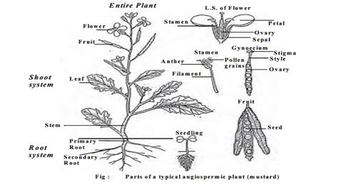 Morphology Of Flowering Plants Or Angiosperms Short Notes