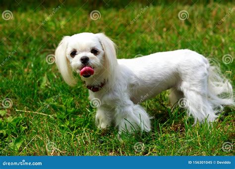 Dog Breed Maltese Stock Image Image Of Color Lapdog 156301045