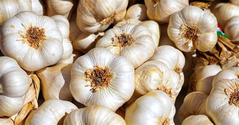 Garlic Crop Cultivation Guide Garlic Farming Agrojiva