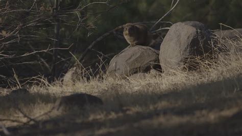 An Israeli Hyrax Sitting On A Rock Staring At The Camera 11977103