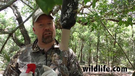 Deer Talk Now Mock Scrape System That Works On Whitetail