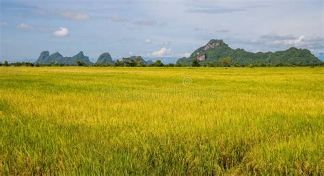 Golden Rice Field With Beautiful Clouds And Sky Stock Photo Image Of