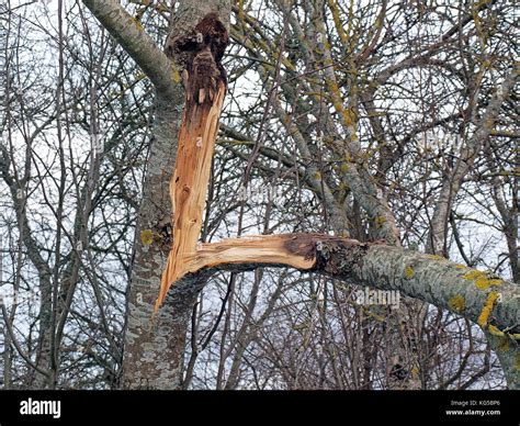 Old Rotten Tree Broken Off By Storm Close Up Stock Photo Alamy