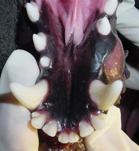 What A Dental Exam Of A 4 Year Old Coonhound Revealed