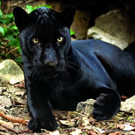 Leopardo De Java Panthera Pardus Melas Black Panthera Panther