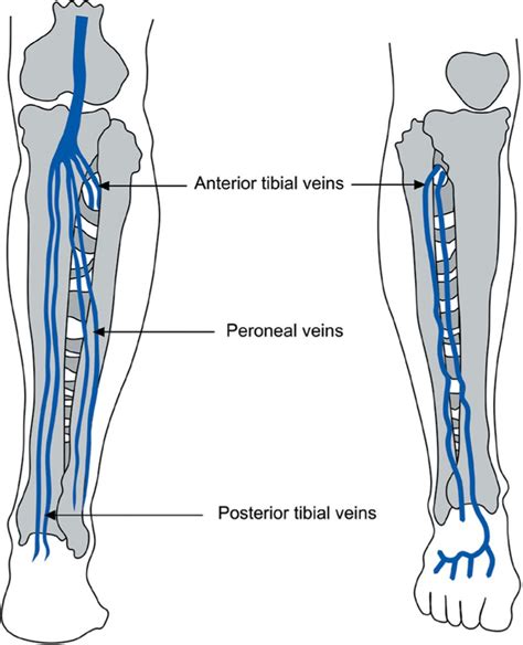 Calf Vein Anatomy