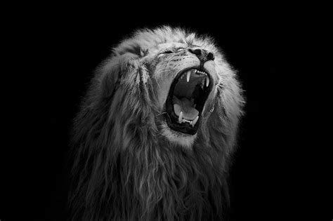 Roaring Lion Lion Photography Roaring Lion Lion