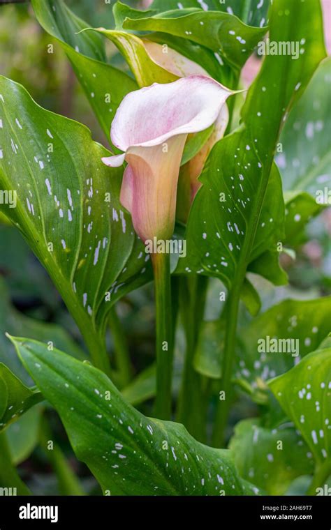 Calla Lily Zantedeschia Aethiopica Pink White Flower Stock Photo Alamy