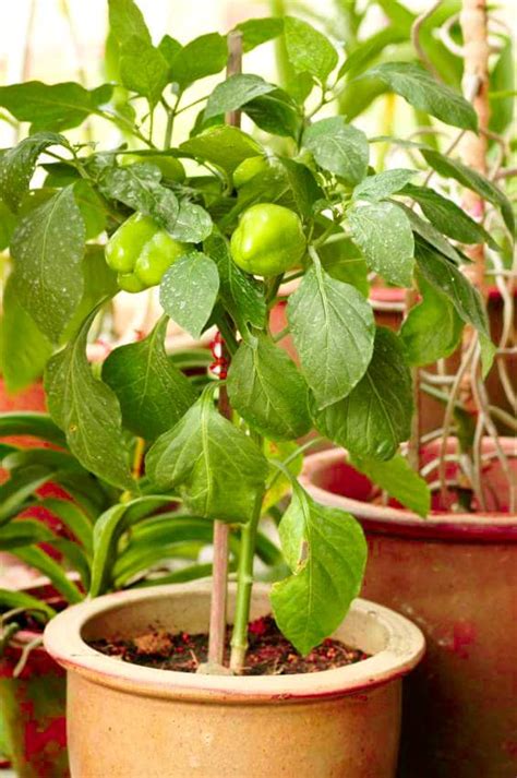 Growing Bell Peppers In Pots How To Grow Bell Peppers In Containers