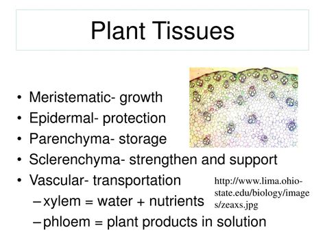 Ppt Plant Tissues Powerpoint Presentation Free Download Id3036671