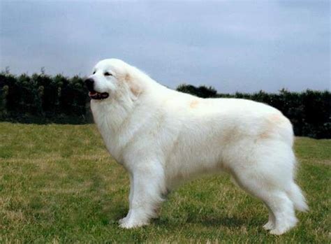 Pyrenean Mountain Large Dog Breeds White Dog Breeds Dog Breeds
