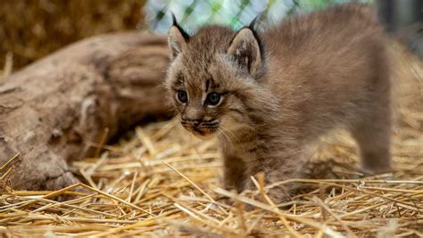 Pittsburgh Zoos Lynx Kittens Get Their First Checkup