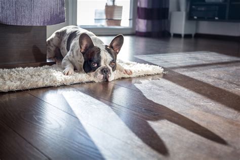 Separation anxiety takes a toll on dogs, especially when they are the only pet in the. 8 Possible Reasons For Your Dog's Excessive Hair Loss