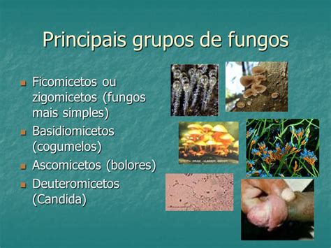 Quais São Os Principais Grupos De Fungos Explique Suas Características