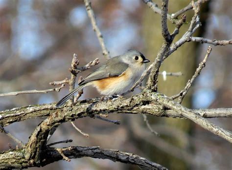Wapello — staff at the port louisa national wildlife refuge, part of the u.s. Tufted Titmouse at Port Louisa National Wildlife Refuge ...