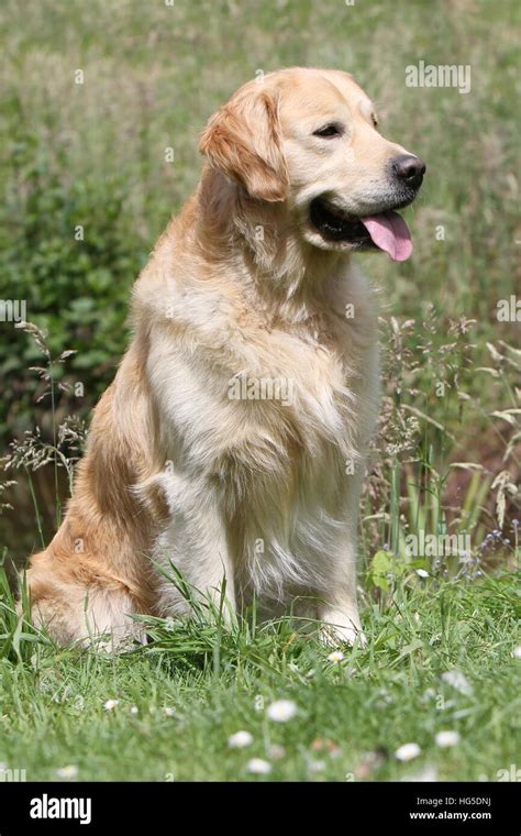 Golden Retriever In Sit Hi Res Stock Photography And Images Alamy