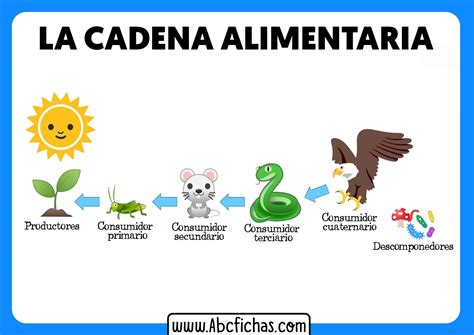 La Cadena Alimenticia o Trófica ABC Fichas