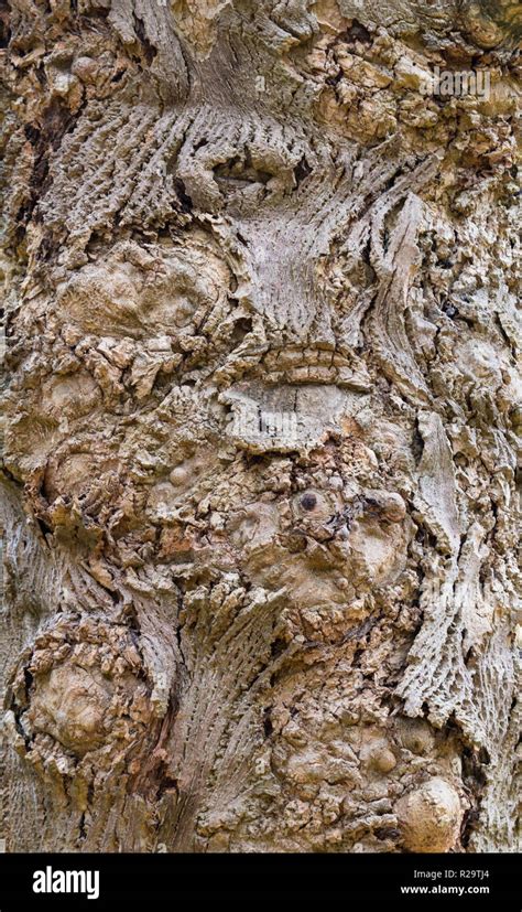 Tulip Poplar Bark Hi Res Stock Photography And Images Alamy