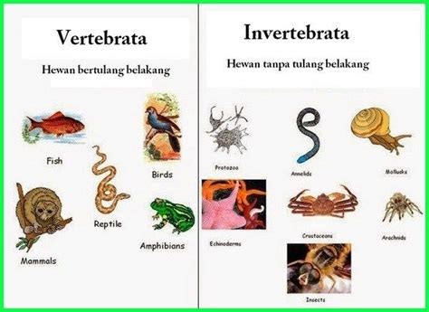 Lengkap Contoh Hewan Vertebrata Dan Invertebrata Hewan Binatang
