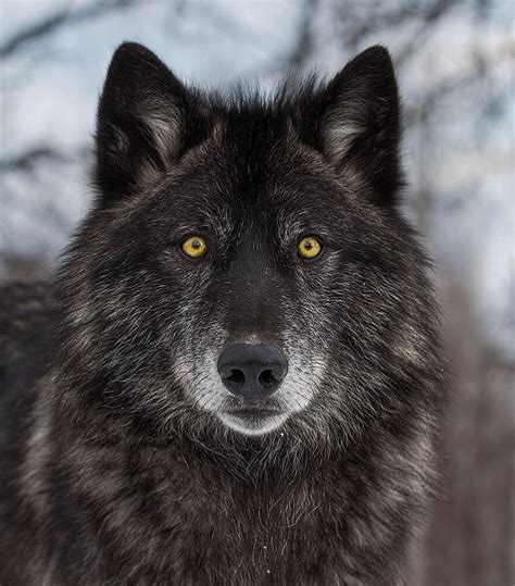 Matthew Jeremiah Brown — Beautiful Wildlife Black Wolf Portrait By