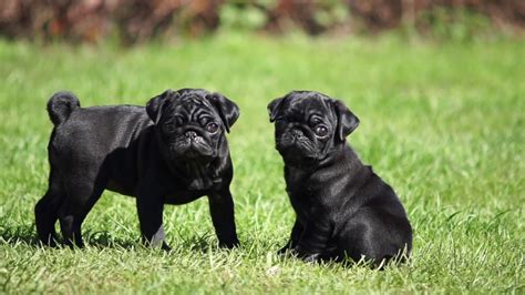 Black Pug Puppies Youtube