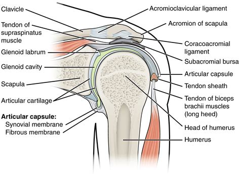 Anatomy Of Selected Synovial Joints · Anatomy And Physiology