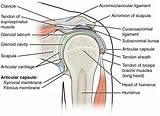The supraspinatus outlet is the space formed by acromion, coracoacromial arch, and acromioclavicular. This figure shows the structure of the shoulder joint. The ...