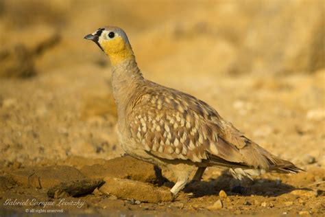 Crowned Sandgrouse Crowned Sandgrouse Pterocles Coronatus Flickr
