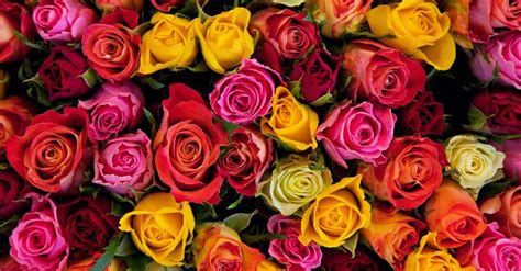 Cuál es el significado del color de las rosas Blog Verdecora