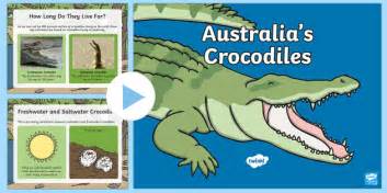 Australia Crocodiles Facts For Kids Powerpoint Year 1 4