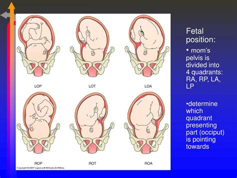 Ppt Chapter 22 Processes And Stages Of Labor And Birth Powerpoint
