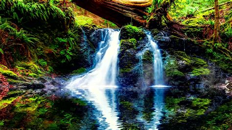 Waterfall In Serene Forest Live Wallpaper Moewalls