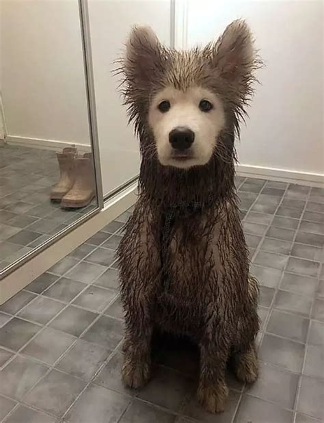 This Puppy Is Adorably Covered In Mud With A Perfectly