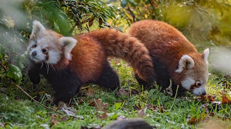 Endangered Red Panda Cubs Emerge From Their Den Chester Zoo
