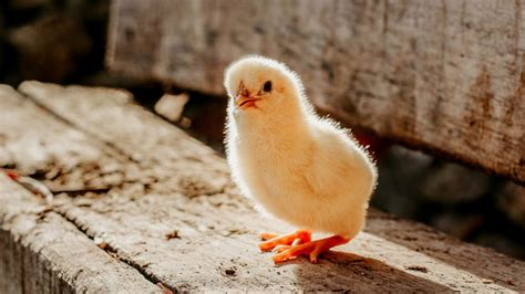 Chick Culling To Be Banned In Germany By 2022