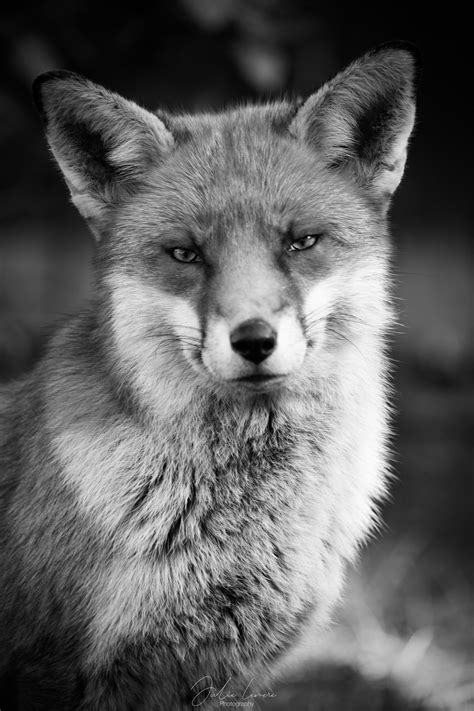 Fox Black And White Portrait Nature And Wildlife Beautiful Etsy