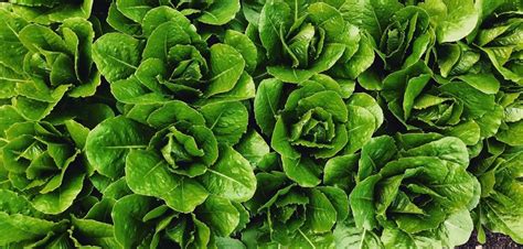 There are several important tips you can follow when cutting and storing your romaine lettuce to keep it fresh. Fresh from The Spring Farm: Lettuce growing tips and a ...