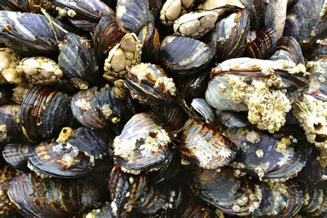It's free of comedogenic components, harmful alcohols, allergens, gluten, sulfates, fungal. Zebra mussels blamed for stinky water in Austin. Here's ...