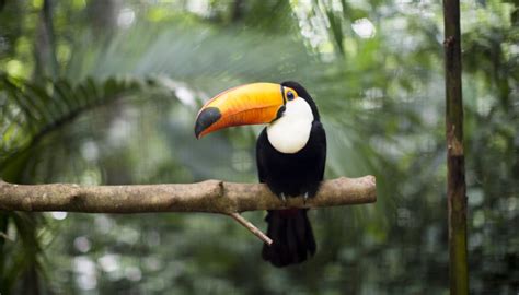 In the rainforest, trees grow to. Animals That Live in the Canopy Layer of the Rainforest ...