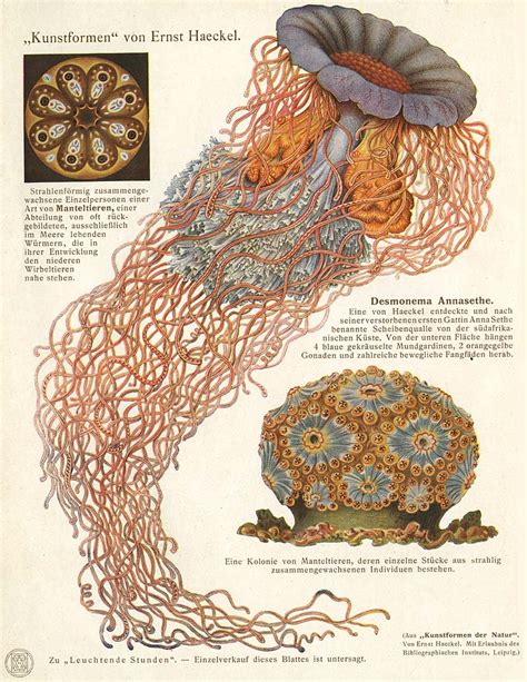 Urba Actu Art Forms Of Nature The Ernst Haeckel Collection