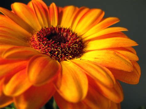 Fileorange Gerbera Daisy